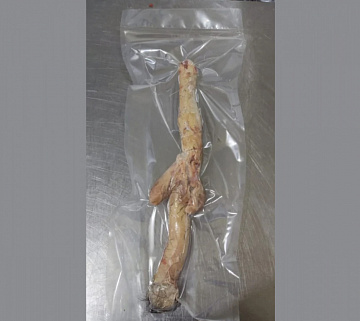 Фото Половой орган самца лося (без шерсти)