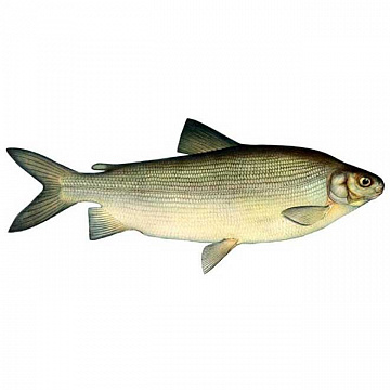 Фото Чир свежемороженный 4+