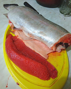 Превью Форель Мурманская свежемороженая непотрошеная