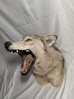 Голова злого волка по грудь