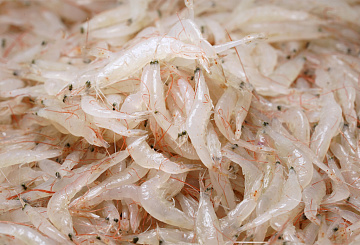 Фото Криль свежемороженый