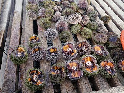 Превью Икра морского ежа Uni Премиум (Акустическая заморозка)100гр