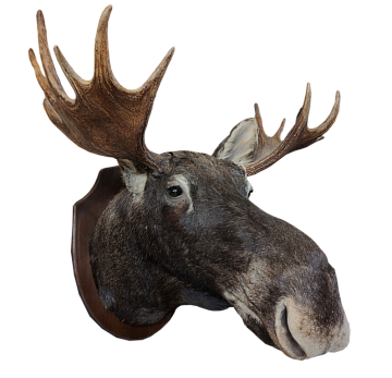Фото Голова лося с рогами