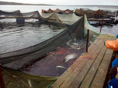Превью Форель Мурманская свежемороженая непотрошеная