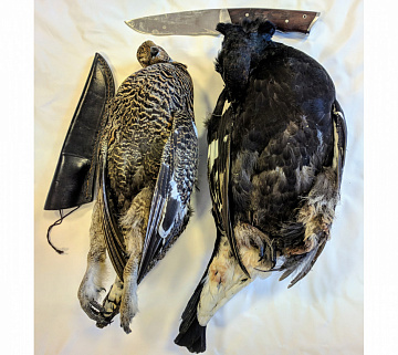 Фото Тетерка в пере