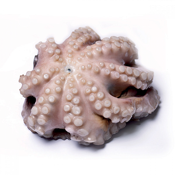 Фото Осьминог  Марокко свежемороженый 1-2 кг