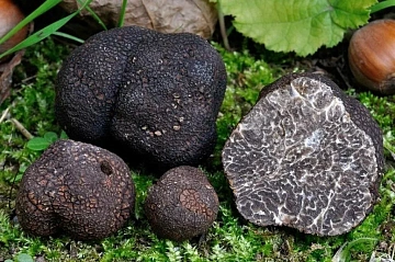 Фото Трюфель черный зимний Tuber Melanosporum замороженный