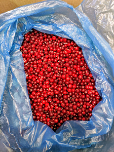 Превью Клюква дикая (в коробках по 10 кг)