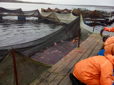 Превью Форель Мурманская свежемороженая непотрошеная