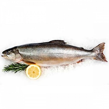 Фото Голец свежемороженый 0.6-1.2 кг