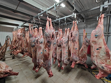 Фото Европейский олень(часть туши)