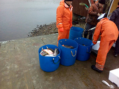 Превью Форель Мурманская свежемороженая непотрошеная