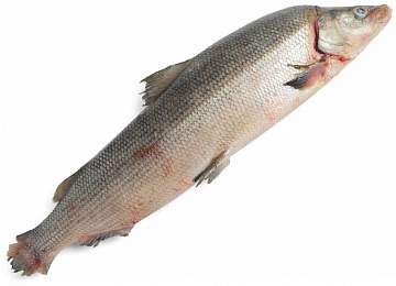 Фото Муксун свежемороженый 3+