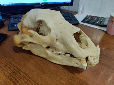 Превью Череп медведя