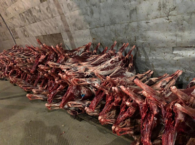 Превью Северный олень (туша) - самовывоз только