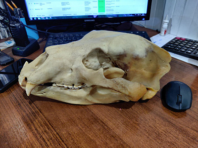 Превью Череп медведя